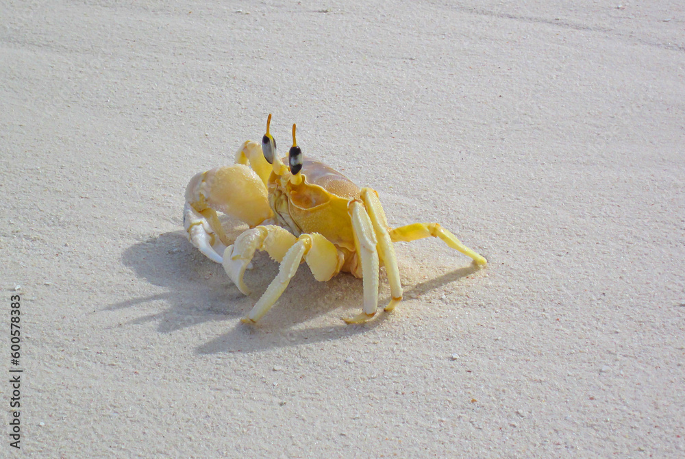 Atlantic ghost crab Ocypode quadrata on the beach with copy space. Yellow crab on the sand. Atlantic ghost crab Ocypode quadrata on the beach with copy space. Yellow crab on the sand.