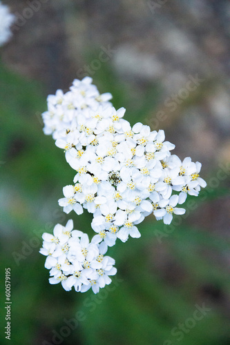 White flowers 