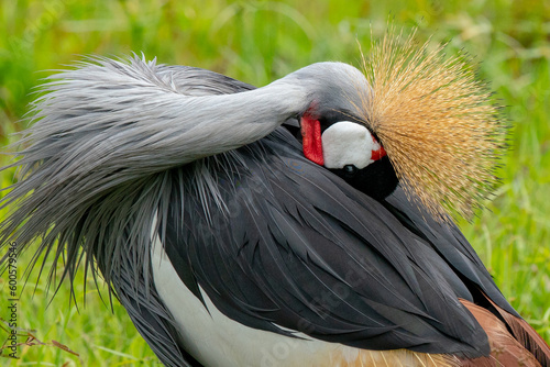 Grey crowned African crane