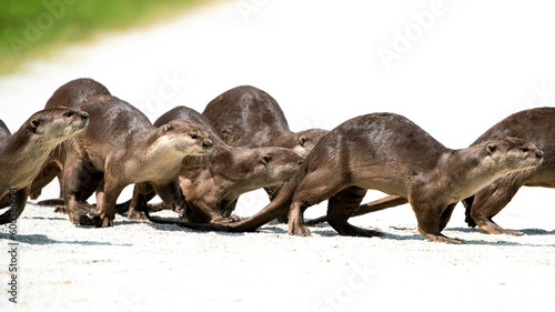 Otters running