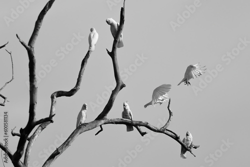 Corella birds in branches