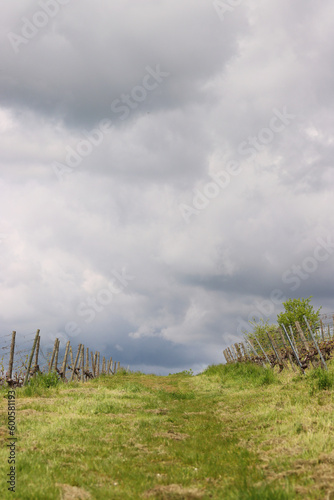 Scenic view of the road going up between  vineyard rays in the grape field.  Cloudy sky. Würzburg, Franconia, Germany. Background, wallpaper photo