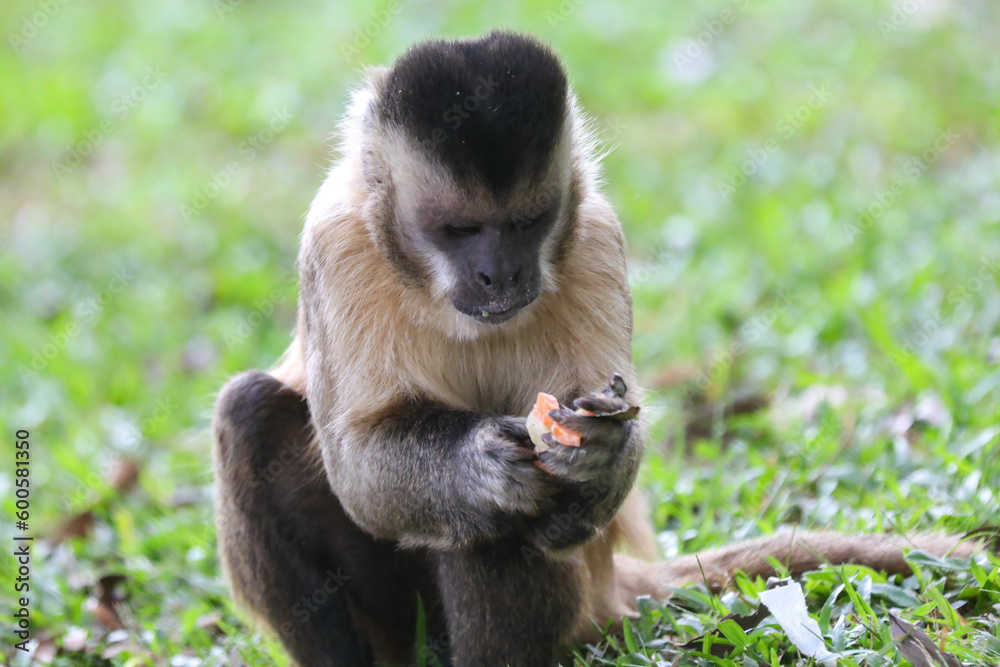 Fototapeta premium Closeup of tufted capuchin monkey (Sapajus apella), capuchin monkey into the wild in Brazil.