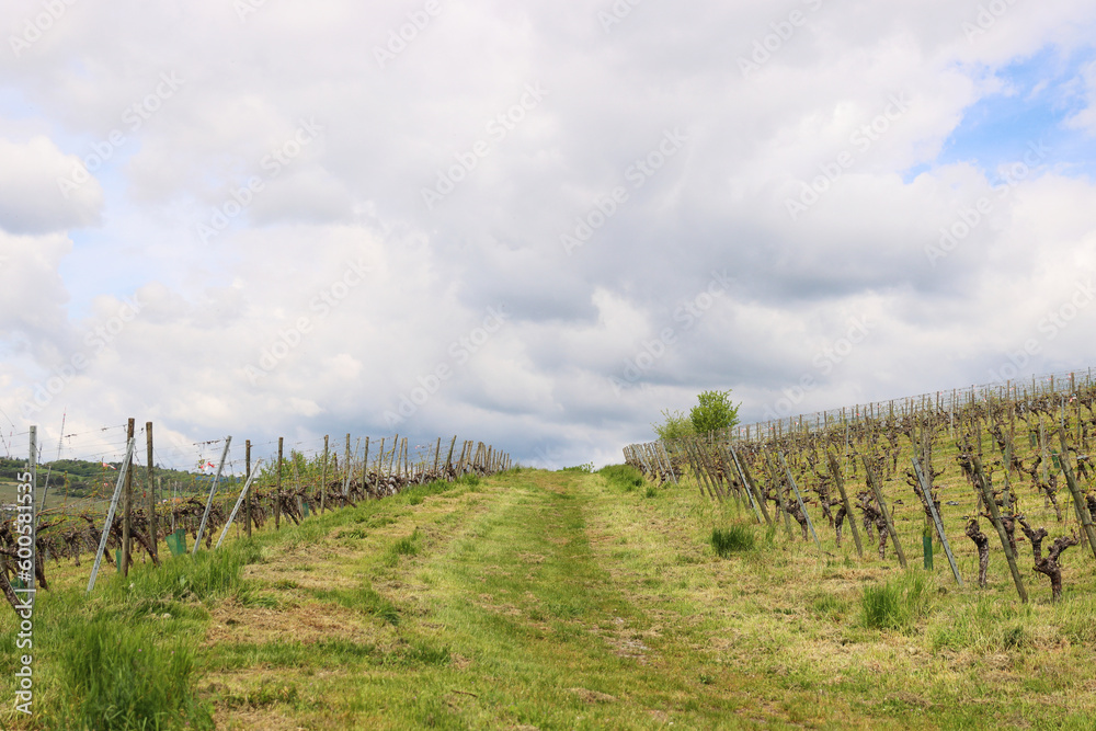 Scenic view of the road going up between  vineyard rays in the grape field.  Cloudy sky. Würzburg, Franconia, Germany. Background, wallpaper