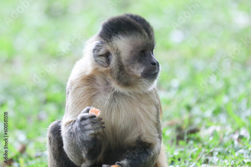 Closeup of tufted capuchin monkey (Sapajus apella), capuchin monkey into the wild in Brazil.