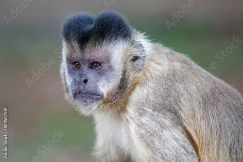 Closeup of tufted capuchin monkey (Sapajus apella), capuchin monkey into the wild in Brazil.