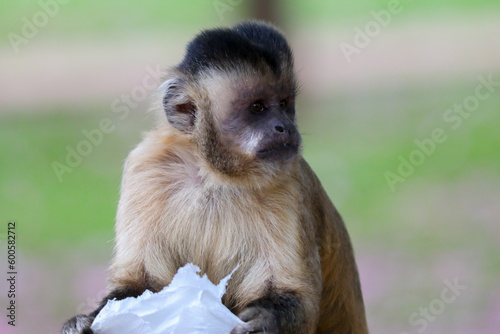 Closeup of tufted capuchin monkey (Sapajus apella), capuchin monkey into the wild in Brazil.