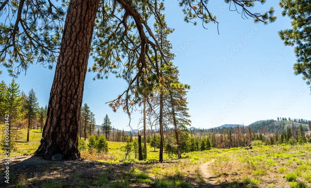 Fototapeta premium Giant Pine Privides A Respite From The Hot Summer Day