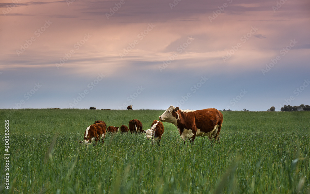 Cattle raising with natural pastures in Pampas countryside, La Pampa Province,Patagonia, Argentina. Cattle raising with natural pastures in Pampas countryside, La Pampa Province,Patagonia, Argentina.