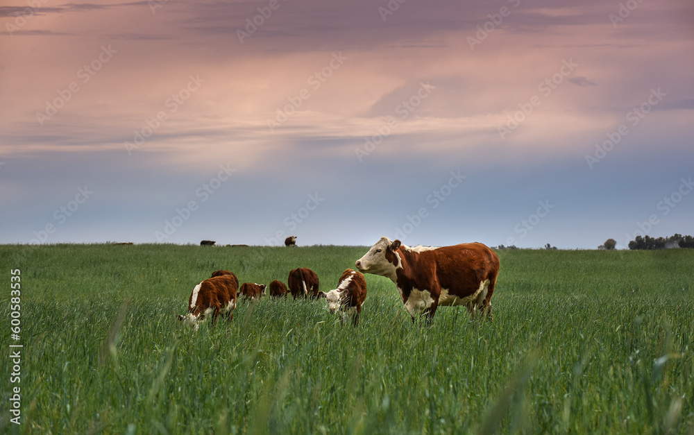 Cattle raising  with natural pastures in Pampas countryside, La Pampa Province,Patagonia, Argentina.