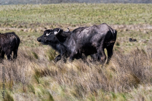 Water buffalo, Bubalus bubalis, species introduced in Argentina, La Pampa province, Patagonia.