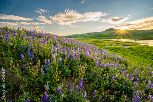 Fototapeta Naklejka Na Ścianę i Meble -  Hillside Covered with Purple Lupine Glows in the last light of afternoon
