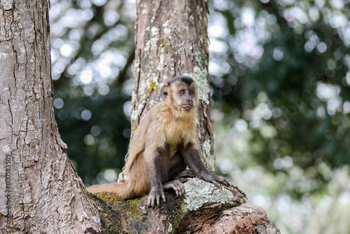 Closeup of tufted capuchin monkey (Sapajus apella), capuchin monkey into the wild in Brazil.