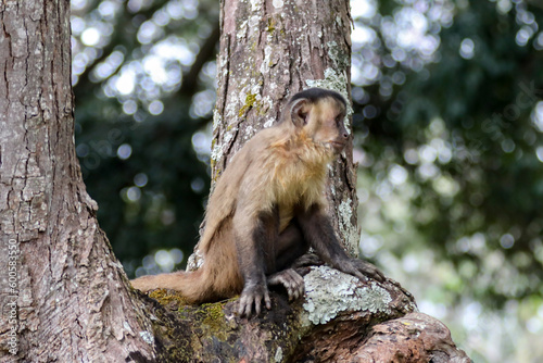 Closeup of tufted capuchin monkey (Sapajus apella), capuchin monkey into the wild in Brazil.