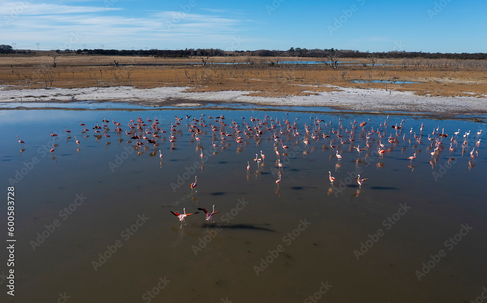 Fototapeta premium Flamingos flock in a salty lagoon, La Pampa Province,Patagonia, Argentina.