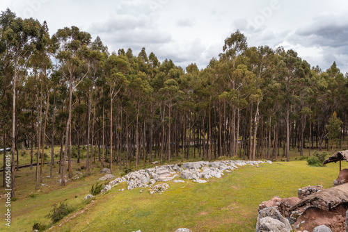 Eucalyptus forest near qenqo in cusco Peru, Trees cover sun and sky in the city of Cusco