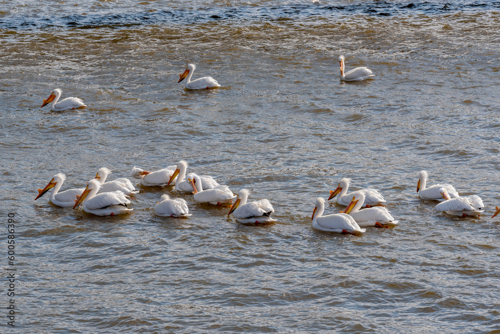 American White Pelicans Group Fishing On The River