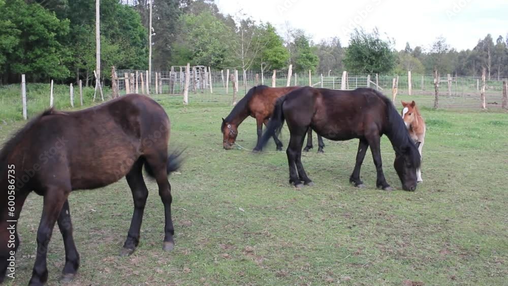 foal suckling from its mother in a field foal suckling from its mother in a field