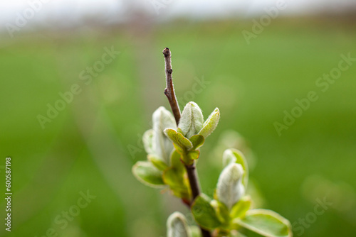 Obraz na płótnie Quince tree twig with young leaves. Orchard quince before blooming. Close up. w salonie