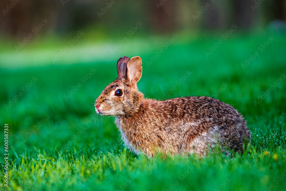 Fototapeta premium rabbit in the grass