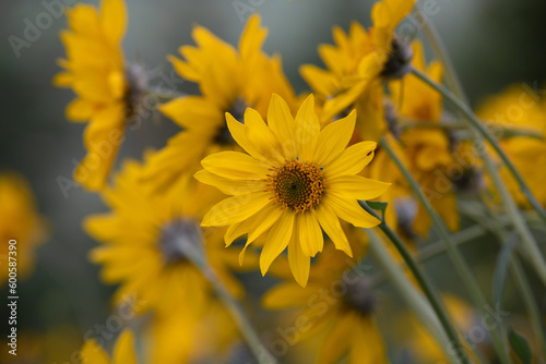 yellow flower in the sun