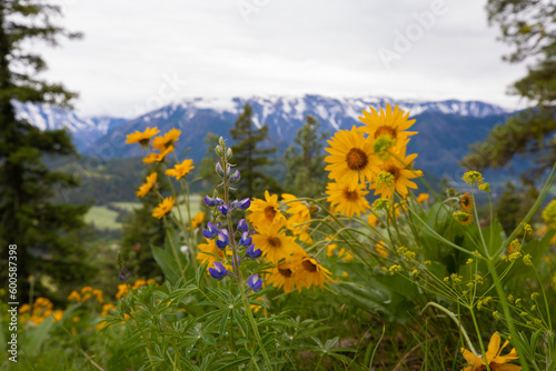 yellow flowers, purple flowers, mountains and sky
