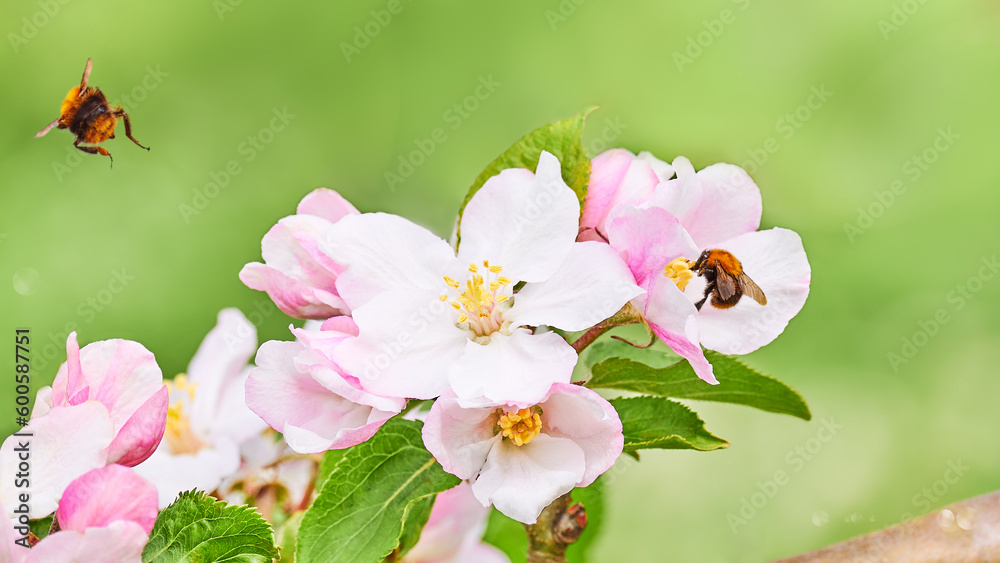 Spring bumble bee on cherry blossom over green background Bumblebees pollinating cherry blossom in early spring Spring bumble bee on cherry blossom over green background Bumblebees pollinating cherry blossom in early spring