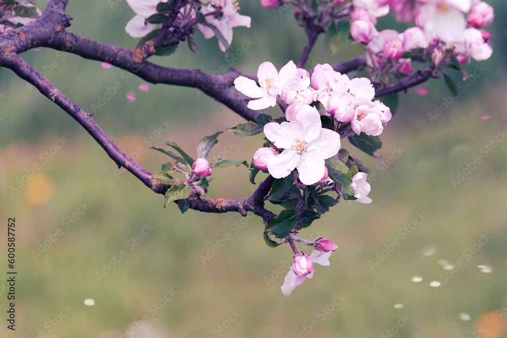 Blossoming cherry tree branch on spring nature blurry background Blossoming cherry tree branch on spring nature blurry background