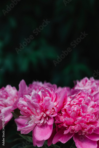 A bouquet of pink blooming peonies on a background of dark green leaves. Place for text. Background. Layout for a postcard