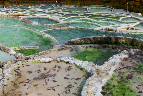 Wallpaper Mural Illustration of colorful thermal spa Egerszalok in Hungary. Torontodigital.ca