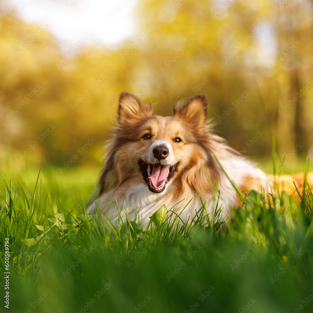 Shetland Sheepdog in the green meadow. Shetland Sheepdog in the green meadow.