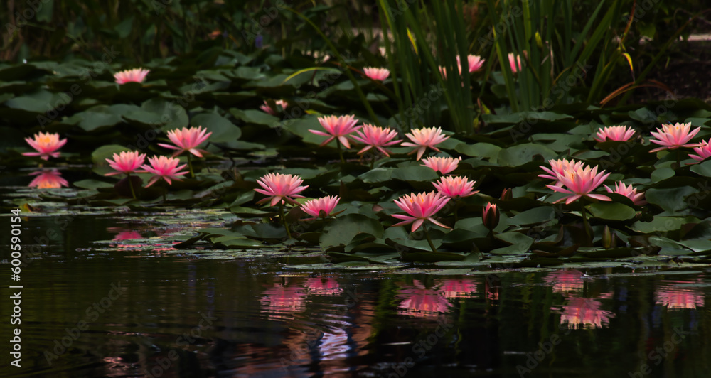 flowers in a pond flowers in a pond