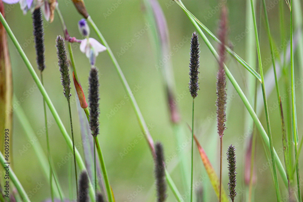 
Black grass flowers in the mountain meadow