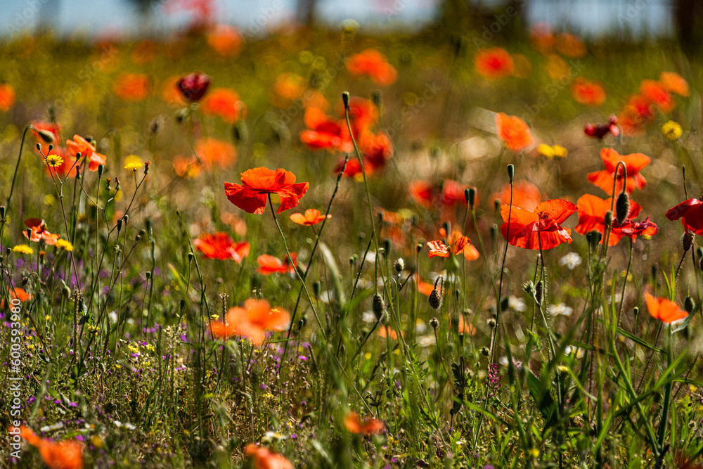 Sea of Red Poppies in a Field