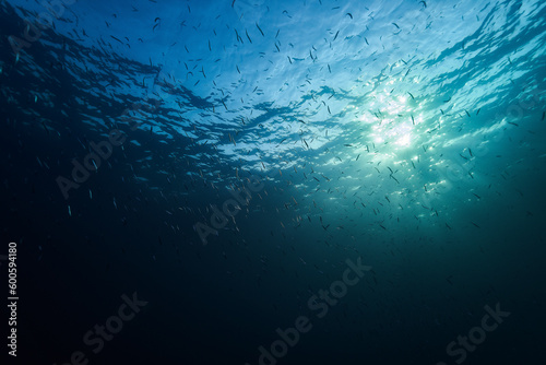scene with fishes and water surface underwater