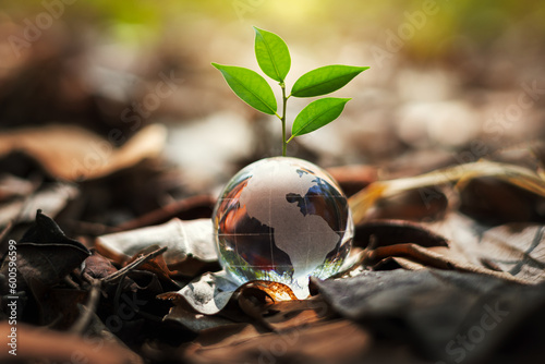 glass globe ball with tree growing and green nature blur background. eco concept