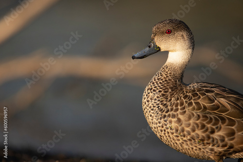 Konstfotografi Intent Stare - A Grey Teal duck sits calmy beside the lagoon's edge as it soaks in the morning's first light