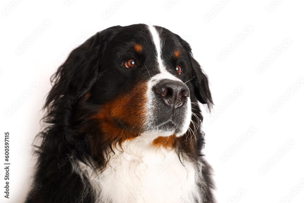 Photo Bernese Mountain Dog on a white background. Studio shot of a dog in front of an isolated background. 