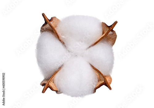 Принти на полотні Cotton plant flower boll isolated cutout on transparent