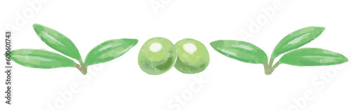 オリーブの実と葉の水彩風イラスト。ベクター素材。