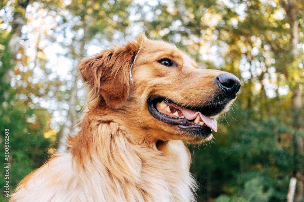 golden retriever dog