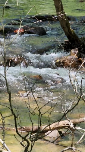 footage of a gorgeous spring landscape with a flowing river with rocks and fallen tree branches and lush green trees and plants at Amicalola Falls State Park in Dawsonville Georgia USA photo