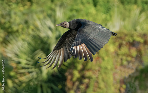 Black Vulture takes off in the jungle of western Mexico. © photobyjimshane