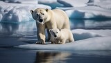 polar bear with her child on the ice 