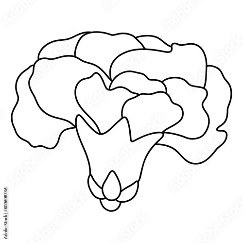 carnation flower, Mothers Day Element, Hand Drawn Illustration