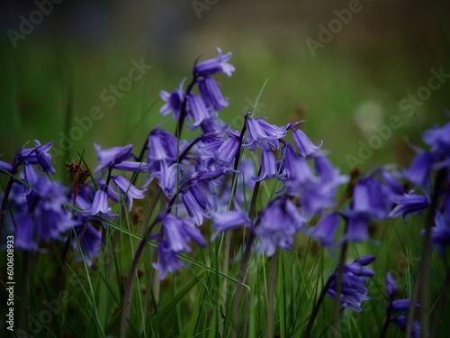 Wild Bluebell Flowers in Spring 