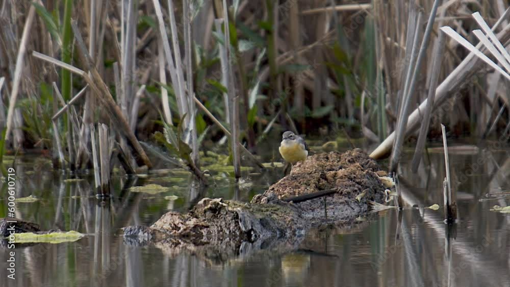 Grey Wagtail, Motacilla cinerea, foraging for insects on a log floating on a pond near a reed bed Grey Wagtail, Motacilla cinerea, foraging for insects on a log floating on a pond near a reed bed