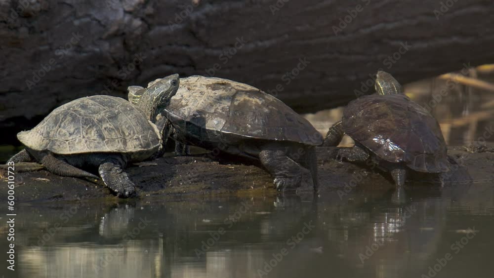 European pond turtles, Emys orbicularis, slowly manoevering whilst basking on a log at the edge of a pond European pond turtles, Emys orbicularis, slowly manoevering whilst basking on a log at the edge of a pond