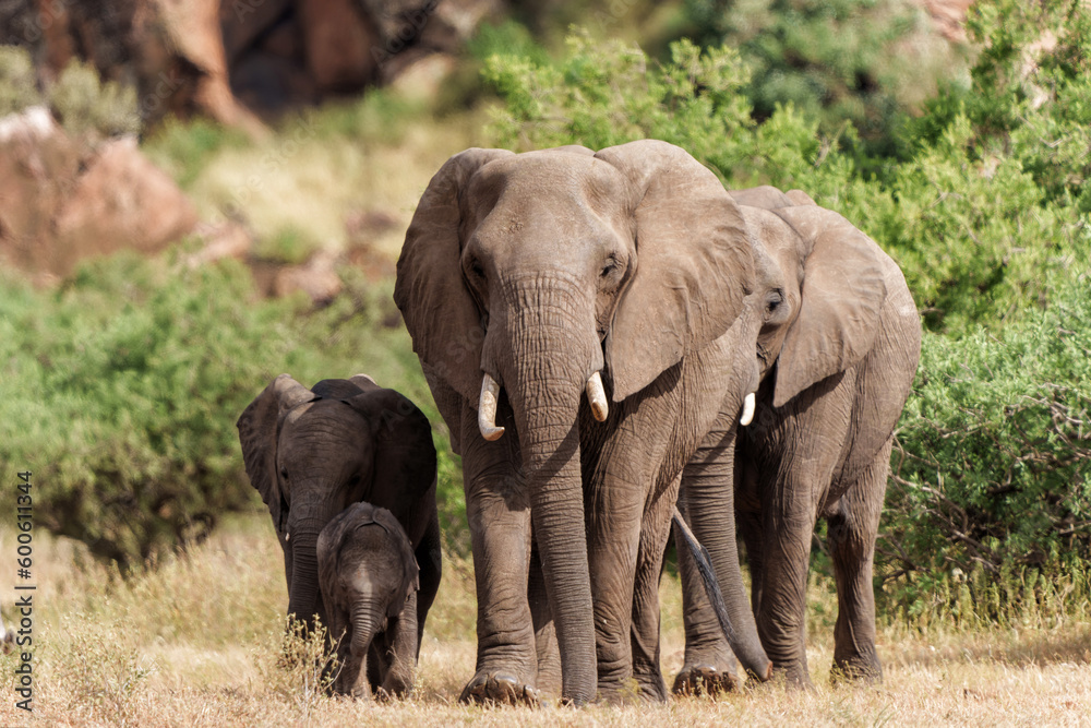 Elephant herd walking in Mashatu Game Reserve in the Tuli Block in Botswana.