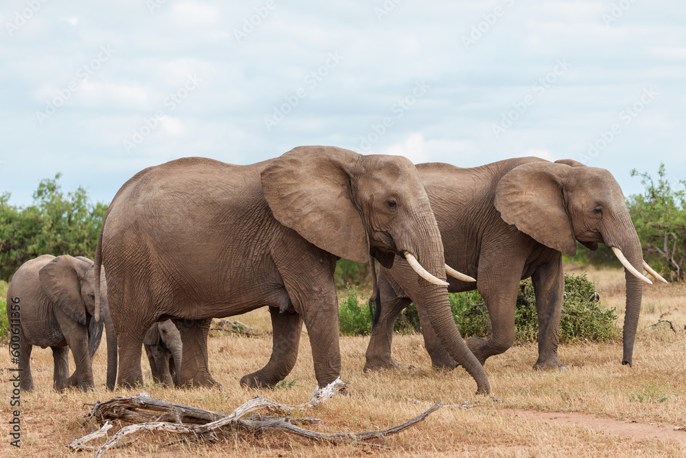 Fototapeta premium Elephant herd walking in Mashatu Game Reserve in the Tuli Block in Botswana.